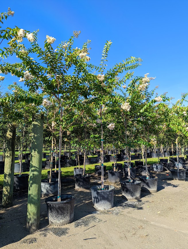 lagerstroemia-fauriei-natchez-japanese-crape-myrtle