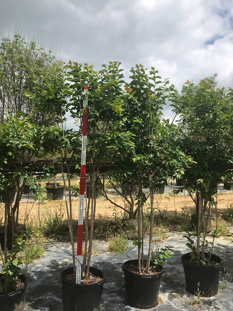 lagerstroemia-fauriei-natchez-japanese-crape-myrtle