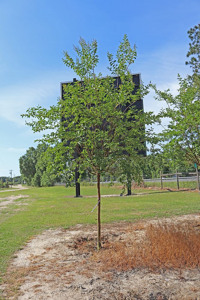 lagerstroemia-fauriei-natchez-japanese-crape-myrtle