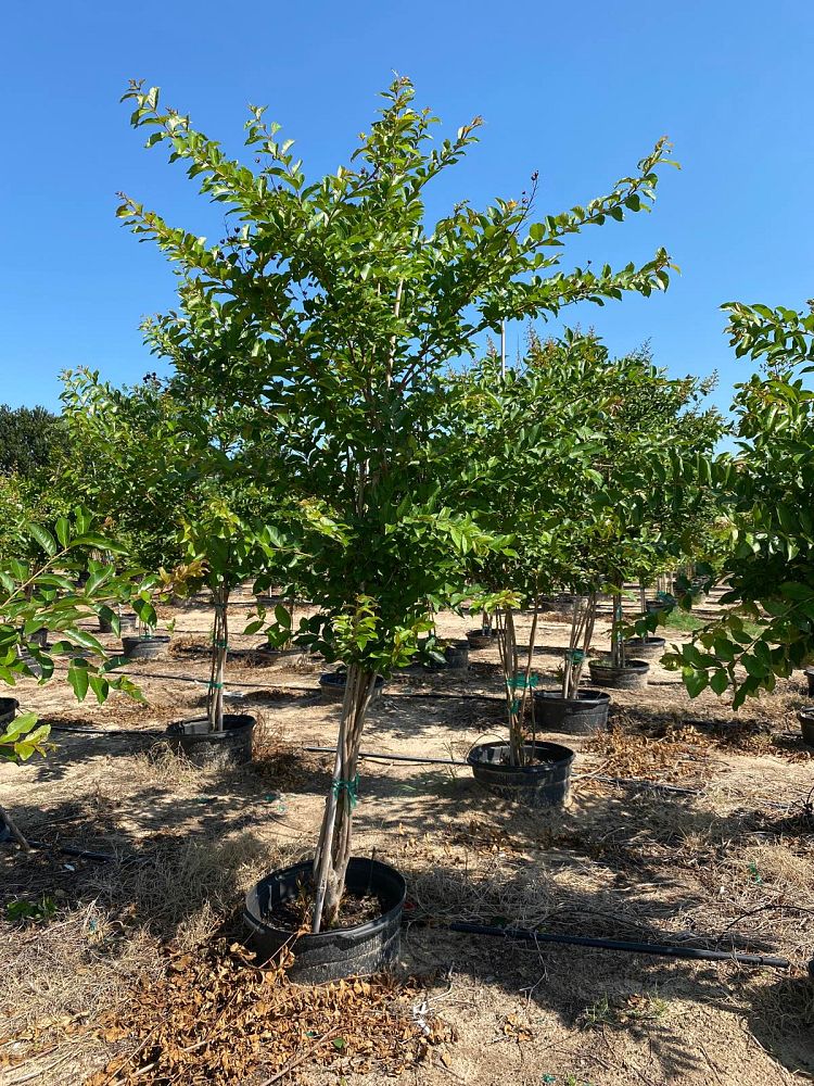 lagerstroemia-fauriei-natchez-japanese-crape-myrtle
