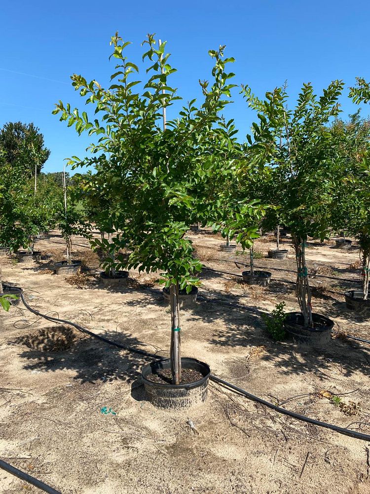 lagerstroemia-fauriei-natchez-japanese-crape-myrtle