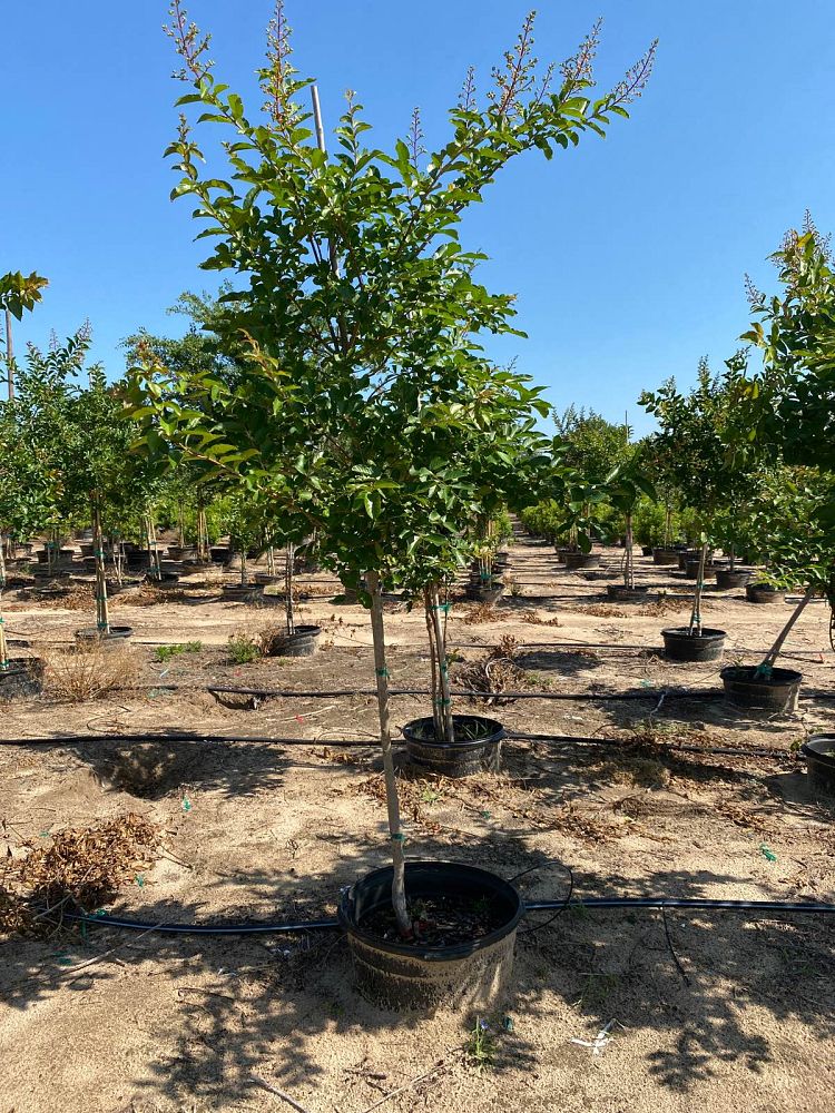 lagerstroemia-fauriei-natchez-japanese-crape-myrtle