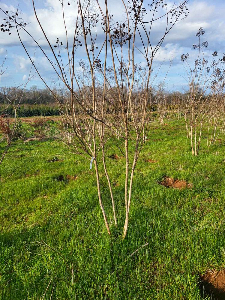 lagerstroemia-fauriei-natchez-japanese-crape-myrtle