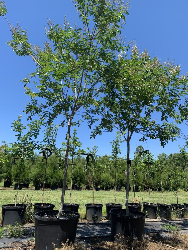 lagerstroemia-fauriei-natchez-japanese-crape-myrtle