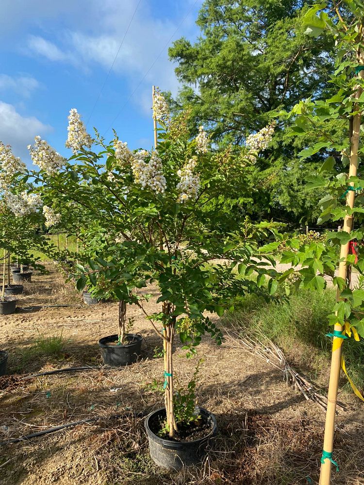lagerstroemia-fauriei-natchez-japanese-crape-myrtle