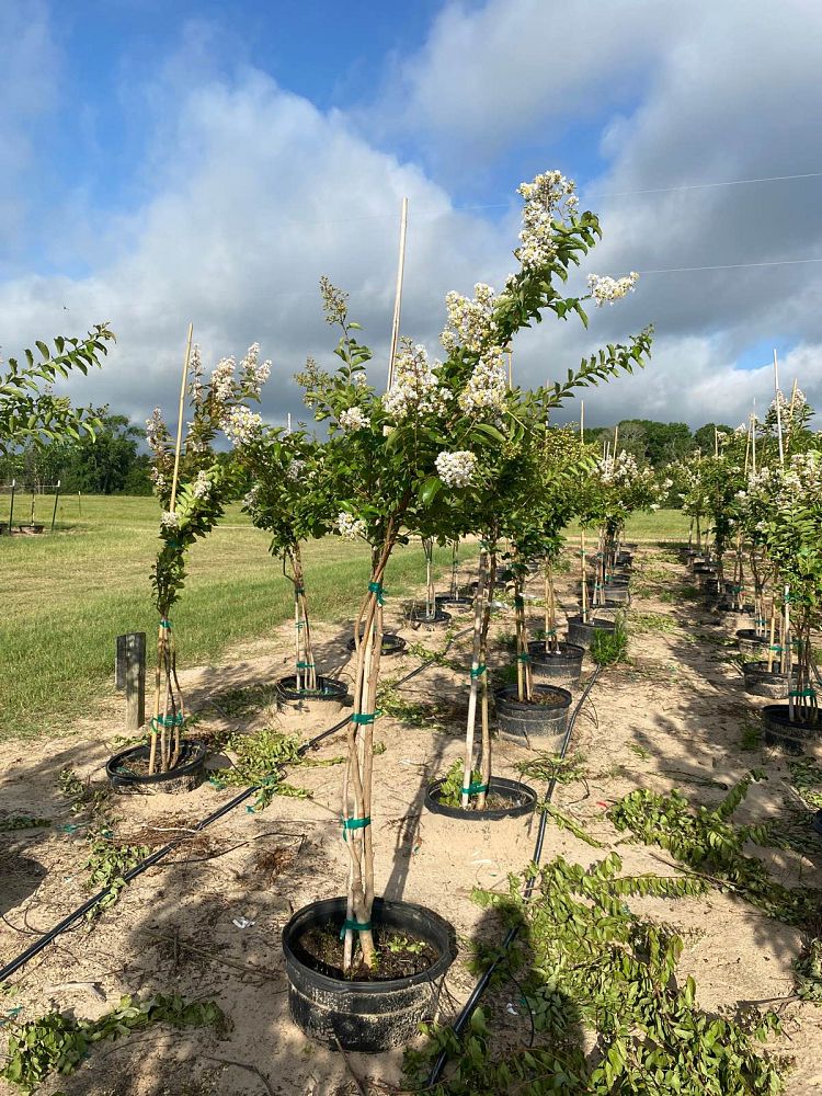 lagerstroemia-fauriei-natchez-japanese-crape-myrtle
