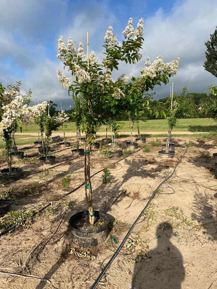 lagerstroemia-fauriei-natchez-japanese-crape-myrtle