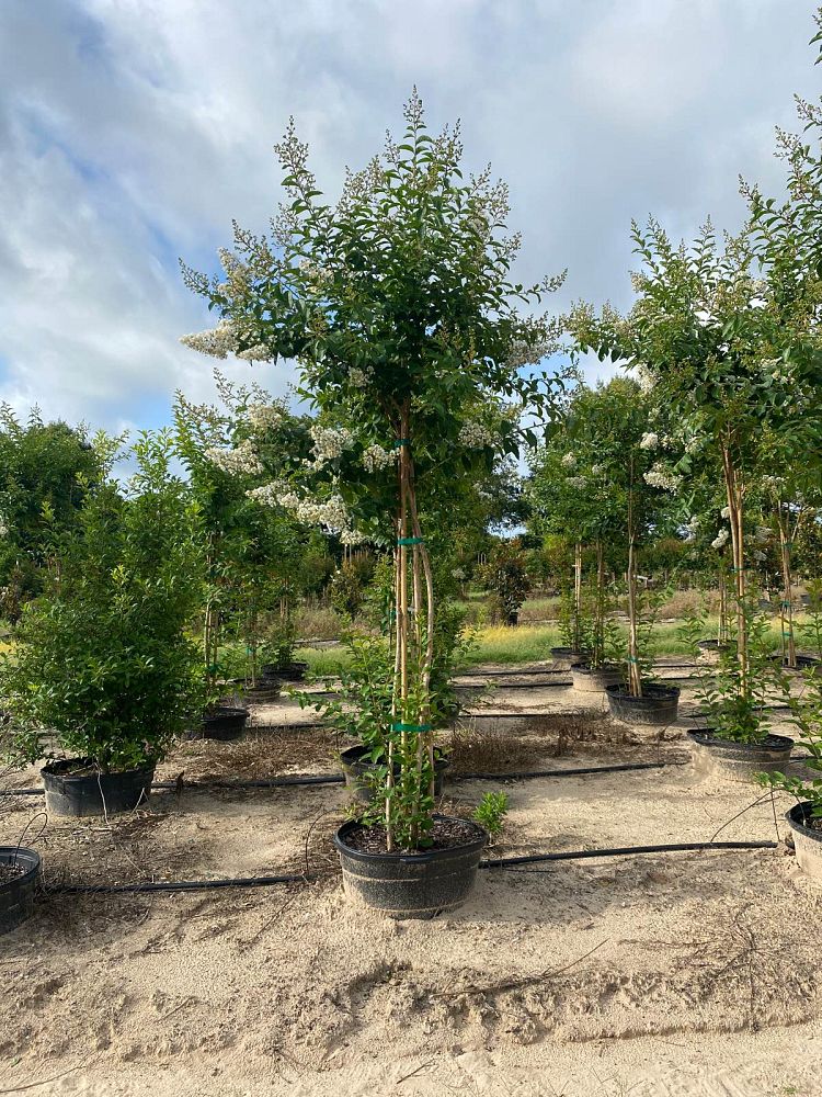 lagerstroemia-fauriei-natchez-japanese-crape-myrtle