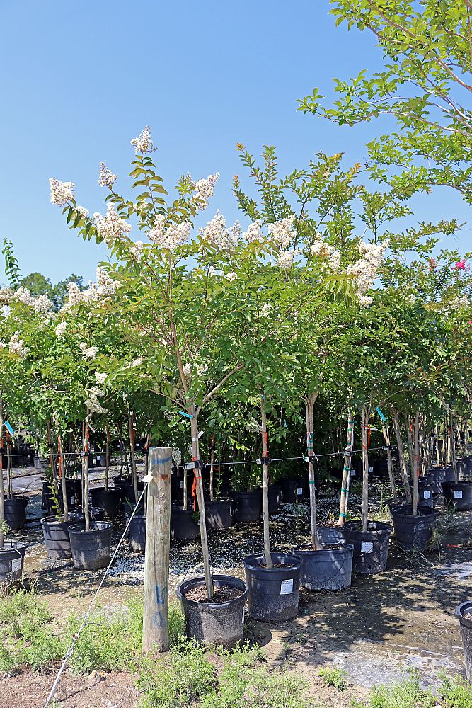 lagerstroemia-fauriei-natchez-japanese-crape-myrtle