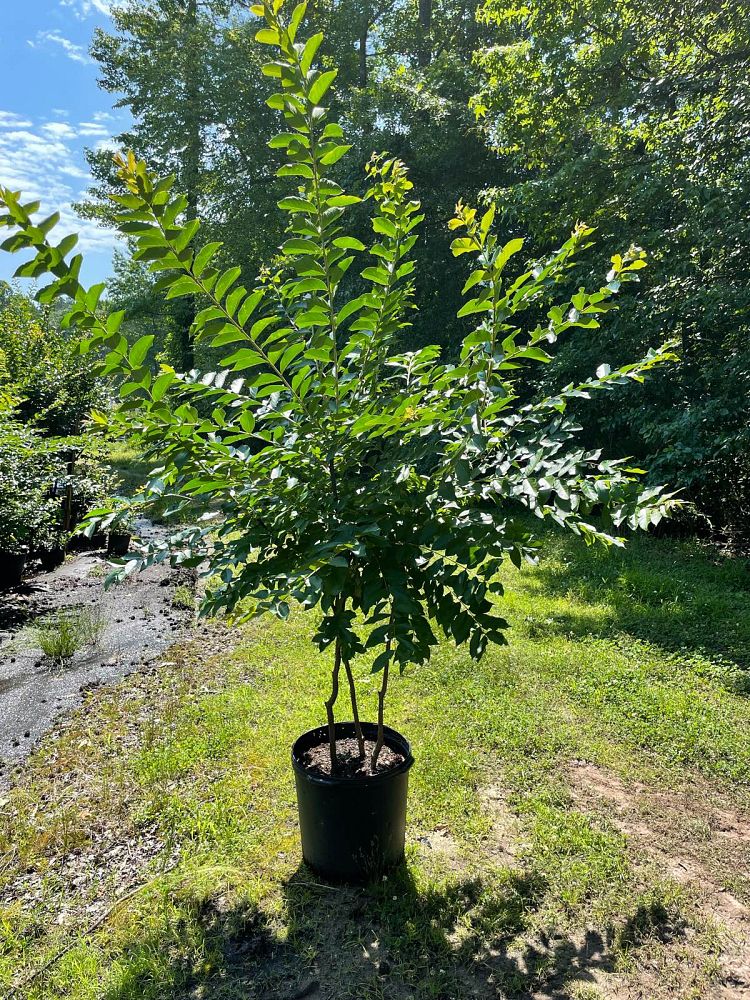 lagerstroemia-fauriei-natchez-japanese-crape-myrtle