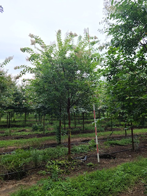 lagerstroemia-fauriei-natchez-japanese-crape-myrtle