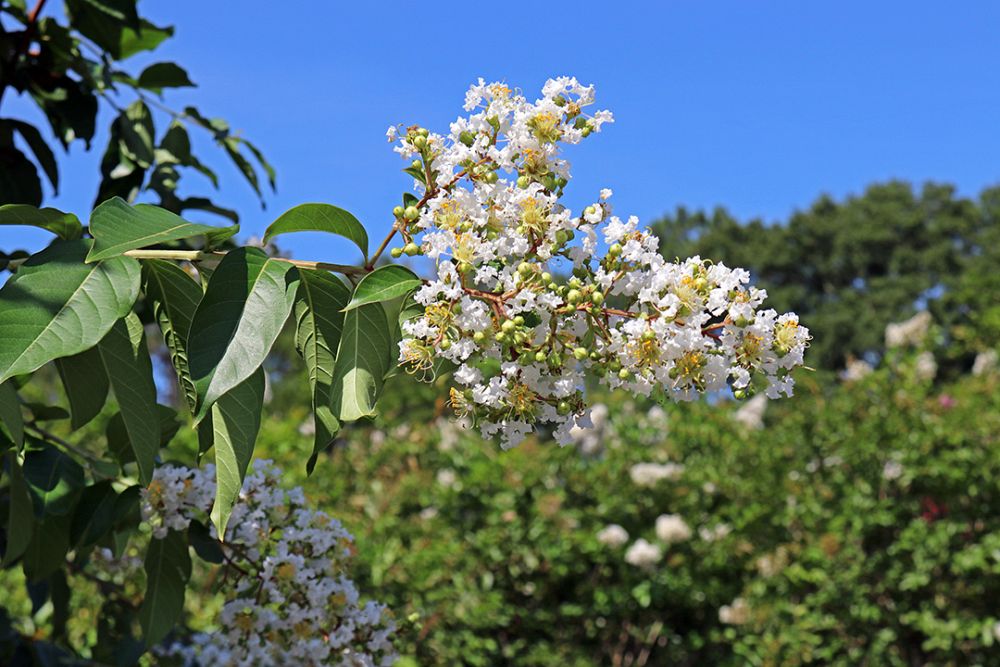 lagerstroemia-fauriei-natchez-japanese-crape-myrtle