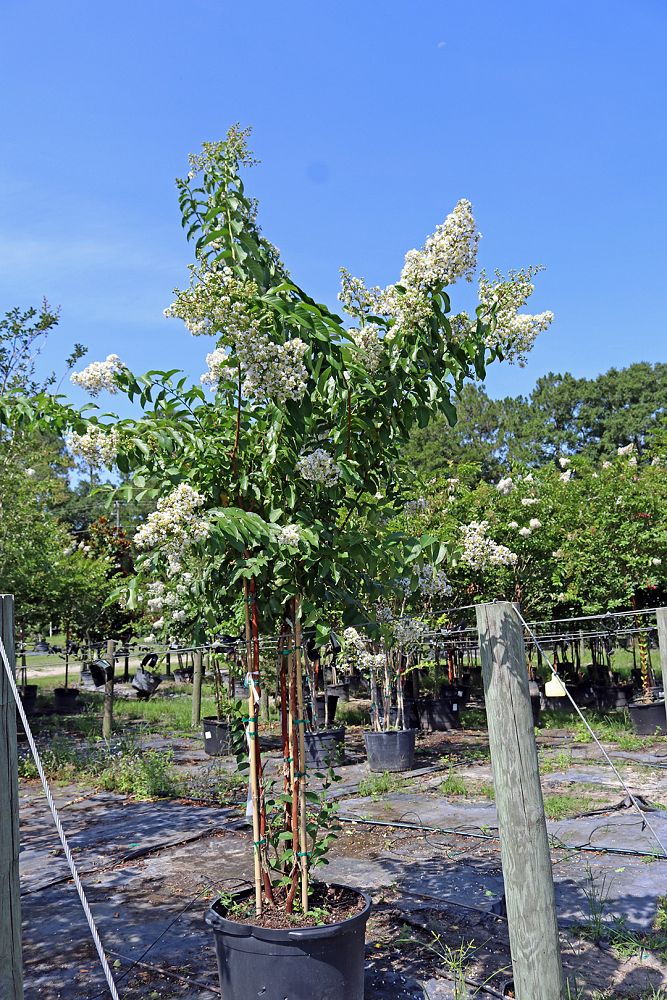 lagerstroemia-fauriei-natchez-japanese-crape-myrtle