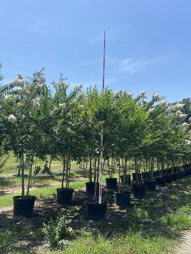 lagerstroemia-fauriei-natchez-japanese-crape-myrtle