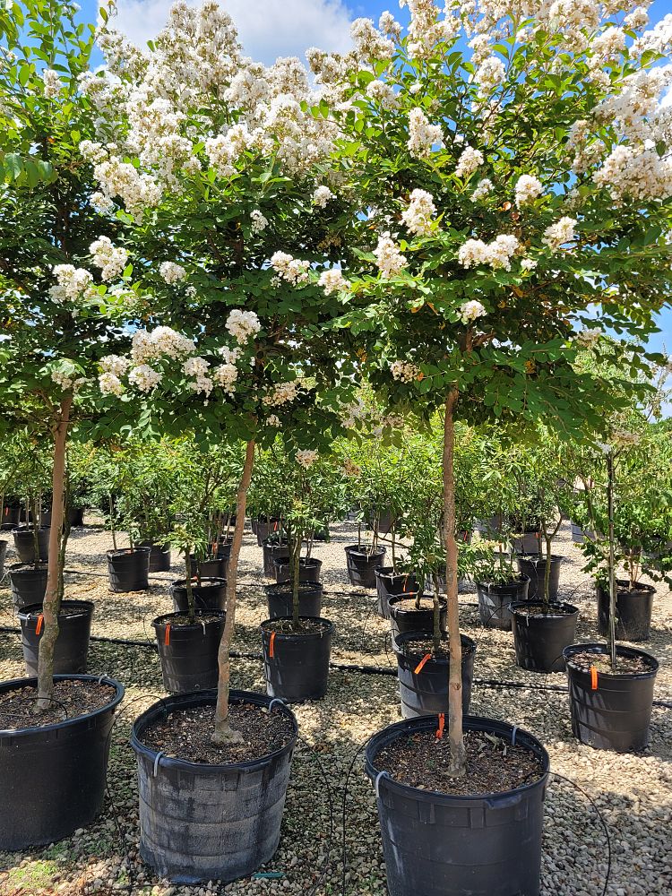 lagerstroemia-fauriei-natchez-japanese-crape-myrtle