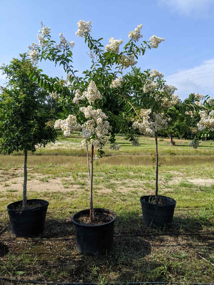 lagerstroemia-fauriei-natchez-japanese-crape-myrtle