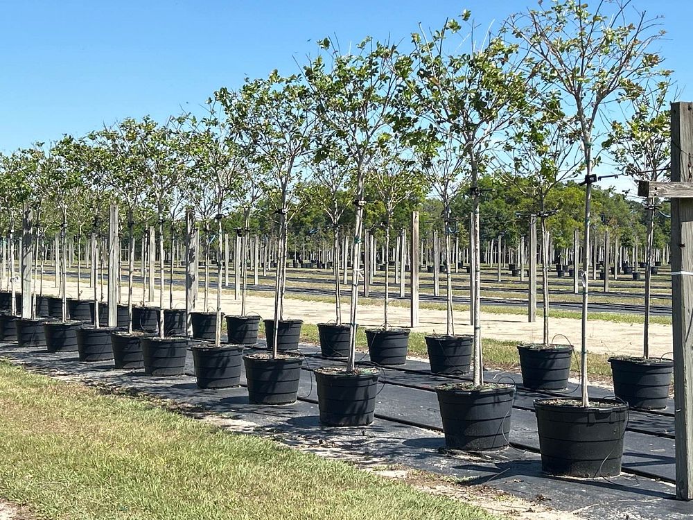 lagerstroemia-fauriei-natchez-japanese-crape-myrtle