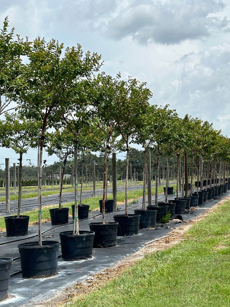 lagerstroemia-fauriei-natchez-japanese-crape-myrtle