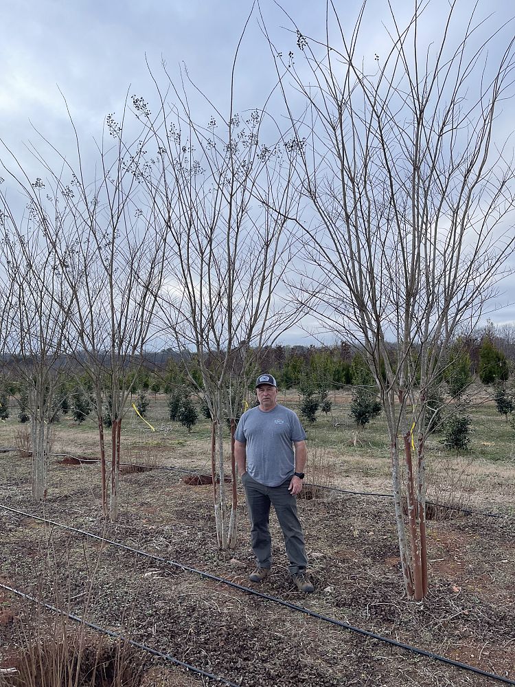 lagerstroemia-fauriei-natchez-japanese-crape-myrtle