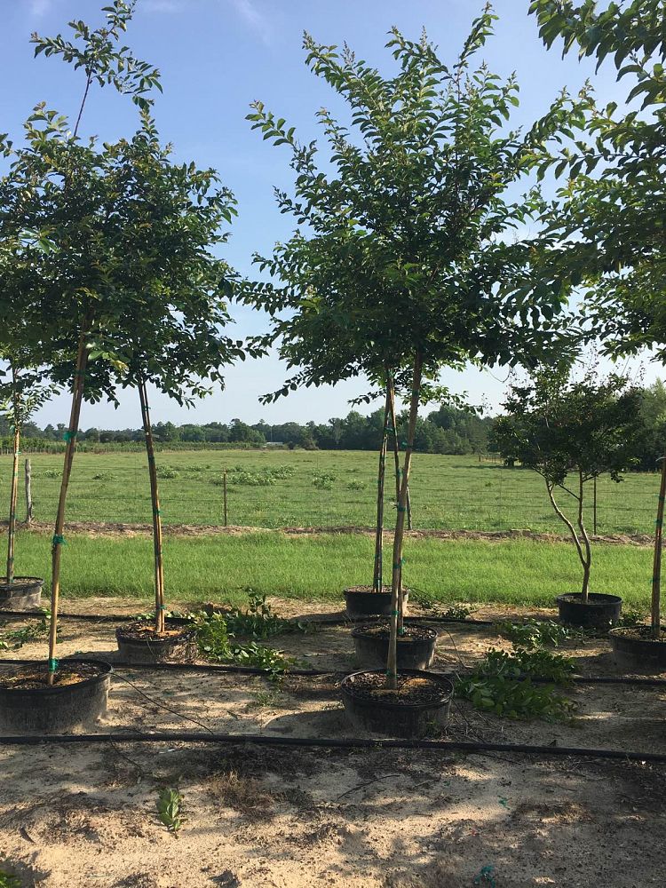 lagerstroemia-fauriei-natchez-japanese-crape-myrtle