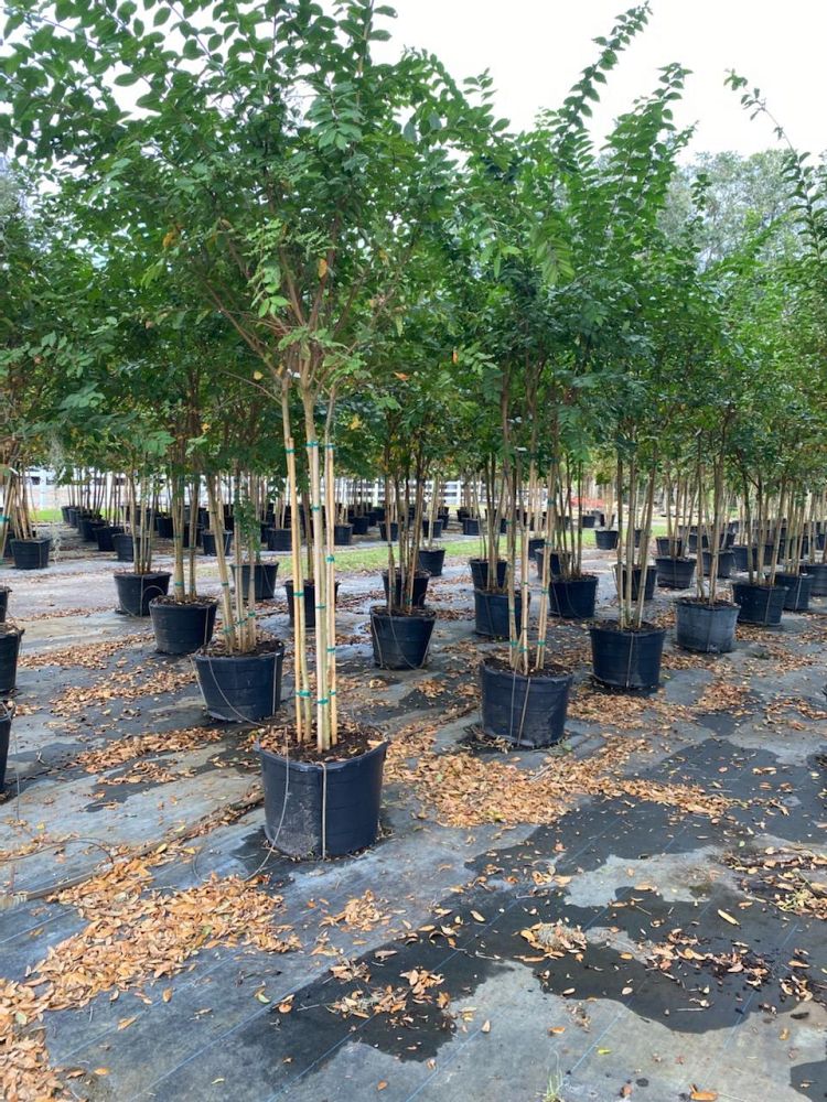 lagerstroemia-fauriei-natchez-japanese-crape-myrtle