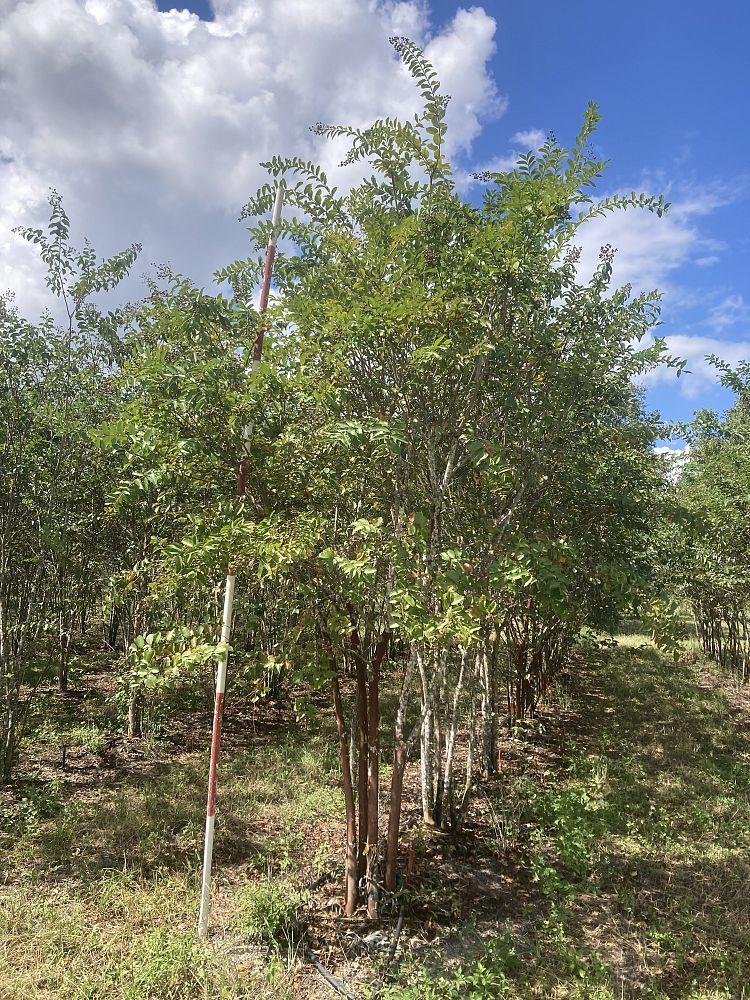 lagerstroemia-fauriei-natchez-japanese-crape-myrtle