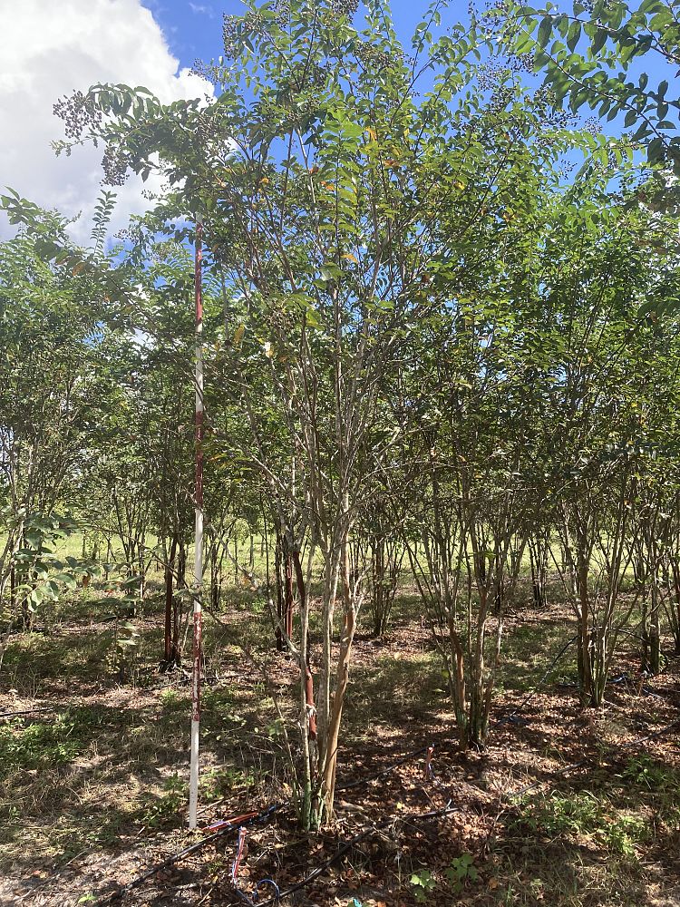 lagerstroemia-fauriei-natchez-japanese-crape-myrtle