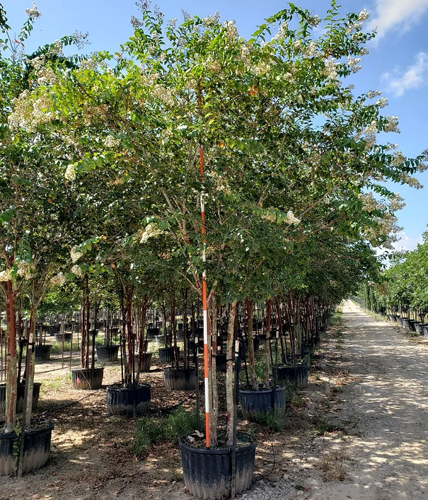 lagerstroemia-fauriei-natchez-japanese-crape-myrtle