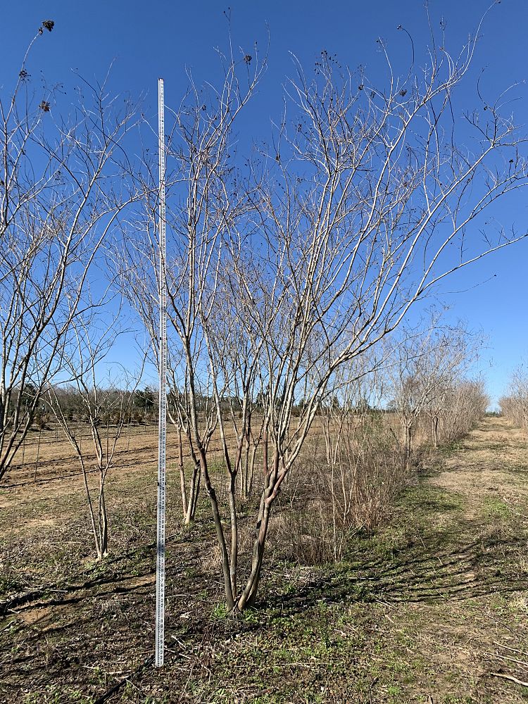 lagerstroemia-fauriei-natchez-japanese-crape-myrtle
