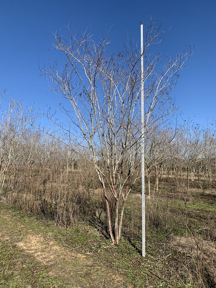 lagerstroemia-fauriei-natchez-japanese-crape-myrtle