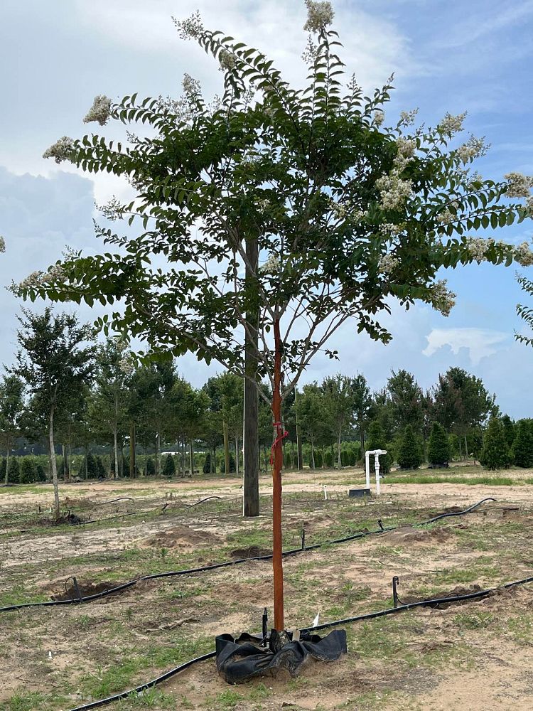 lagerstroemia-fauriei-natchez-japanese-crape-myrtle