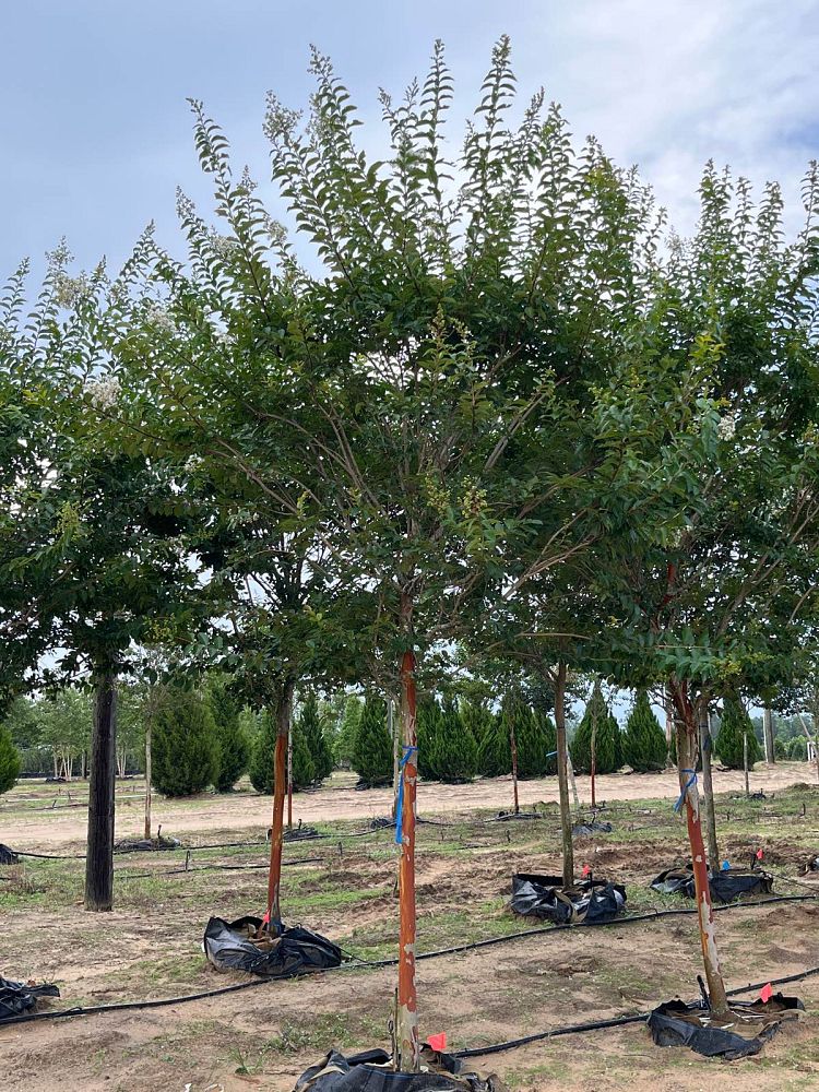 lagerstroemia-fauriei-natchez-japanese-crape-myrtle
