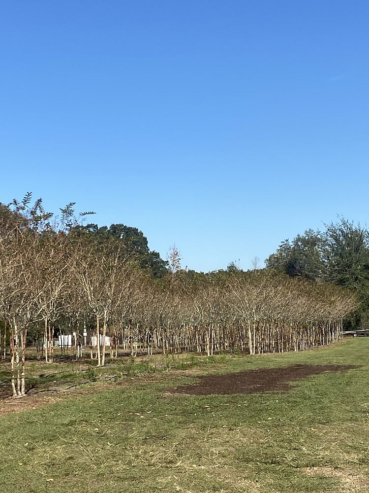 lagerstroemia-fauriei-natchez-japanese-crape-myrtle