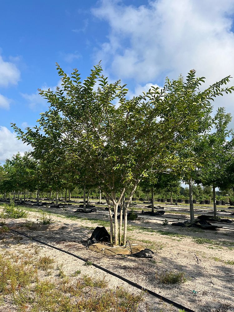 lagerstroemia-fauriei-natchez-japanese-crape-myrtle