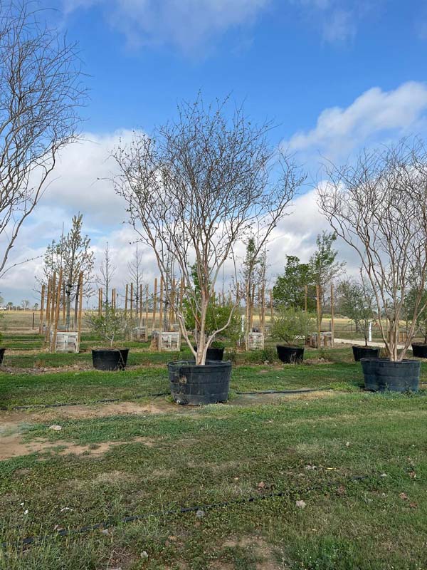 lagerstroemia-fauriei-natchez-japanese-crape-myrtle