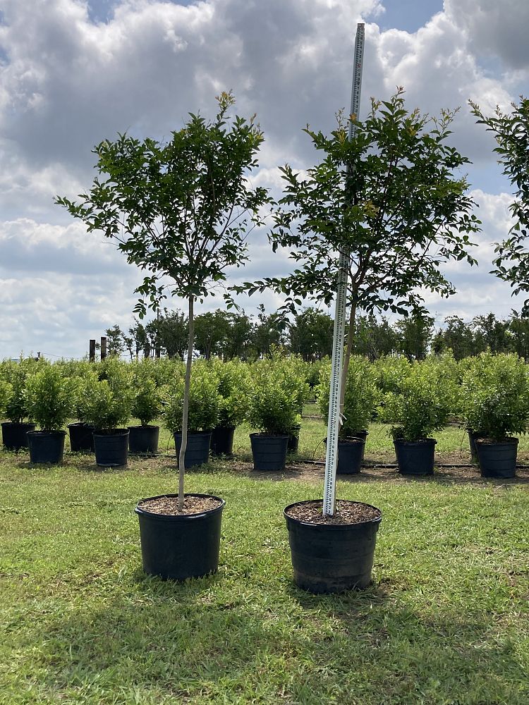 lagerstroemia-fauriei-natchez-japanese-crape-myrtle