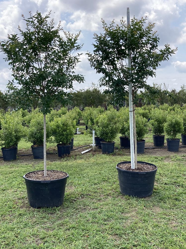 lagerstroemia-fauriei-natchez-japanese-crape-myrtle