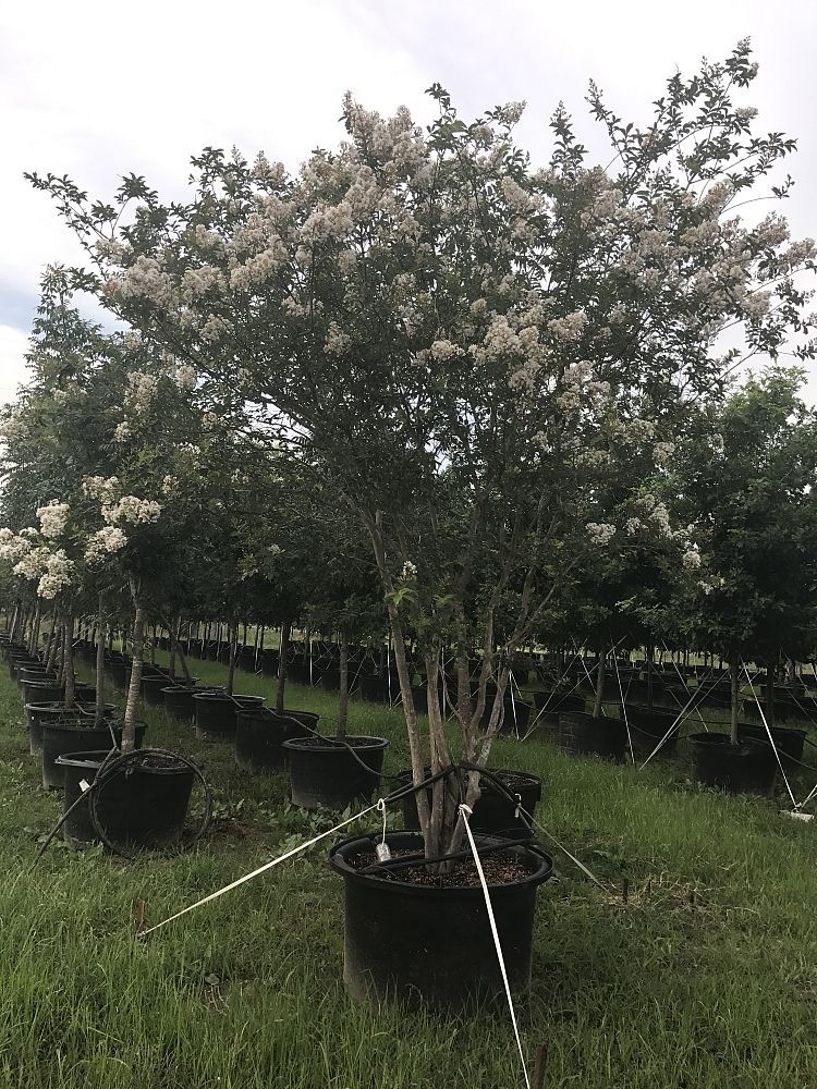 lagerstroemia-fauriei-natchez-japanese-crape-myrtle