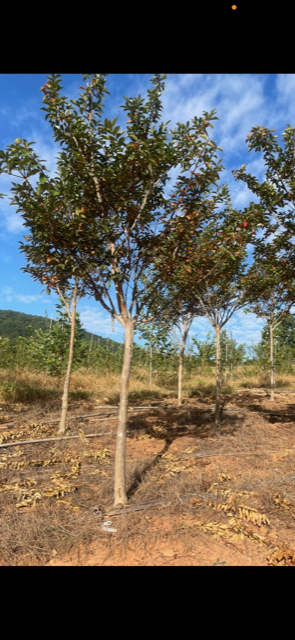 lagerstroemia-fauriei-natchez-japanese-crape-myrtle