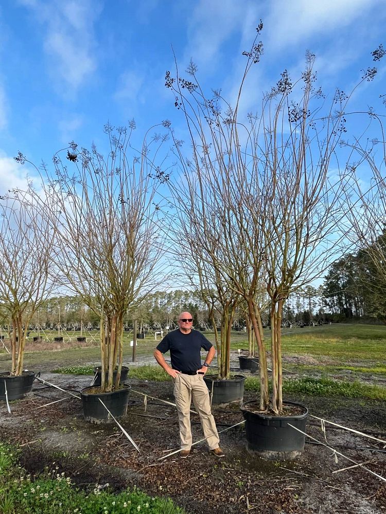 lagerstroemia-fauriei-natchez-japanese-crape-myrtle