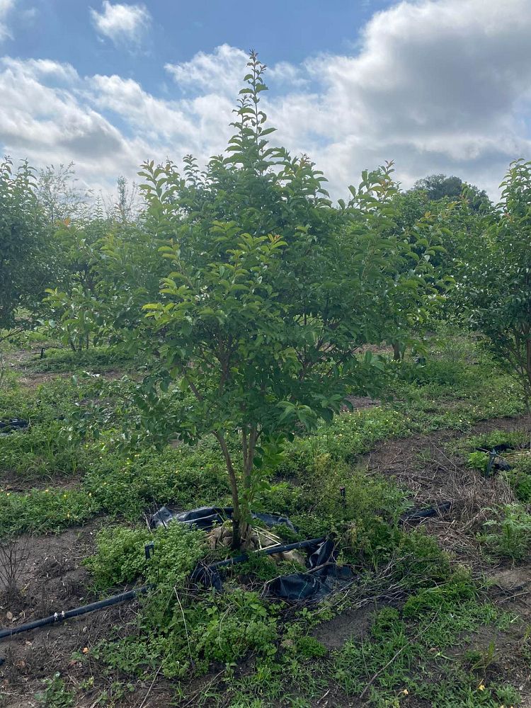 lagerstroemia-fauriei-natchez-japanese-crape-myrtle