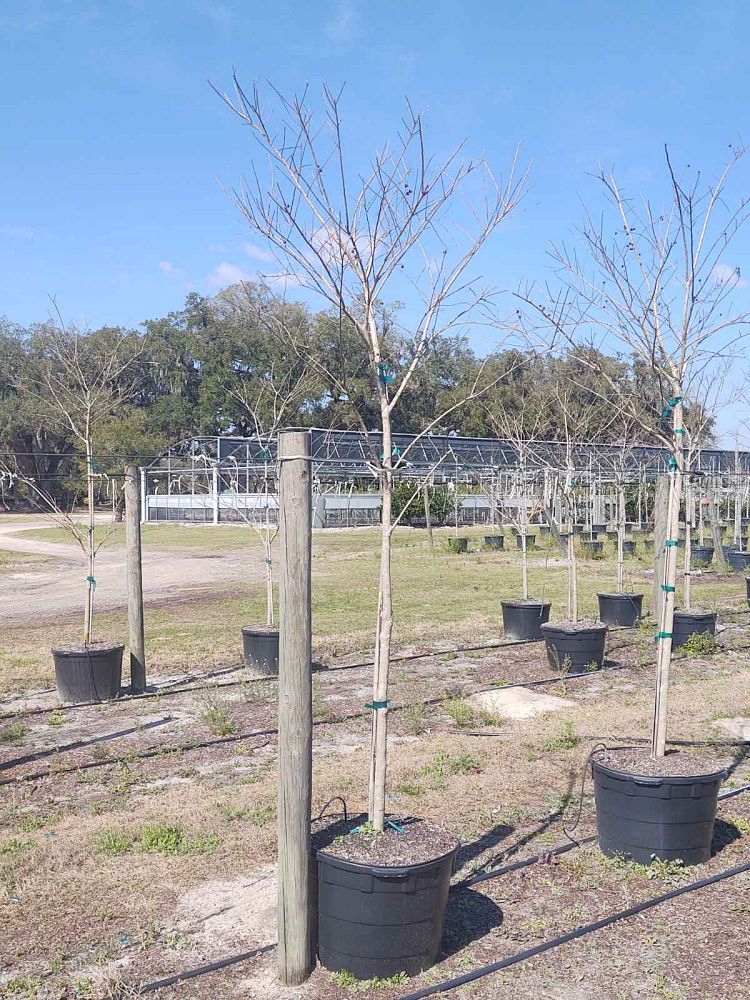 lagerstroemia-fauriei-natchez-japanese-crape-myrtle