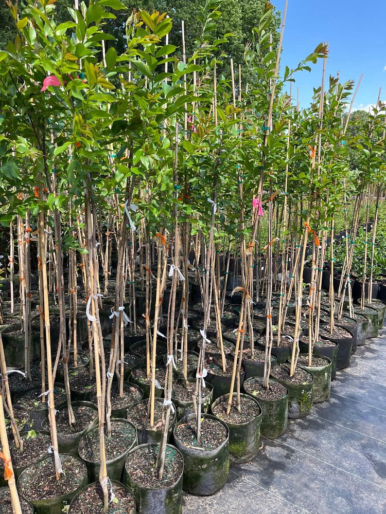 lagerstroemia-fauriei-natchez-japanese-crape-myrtle