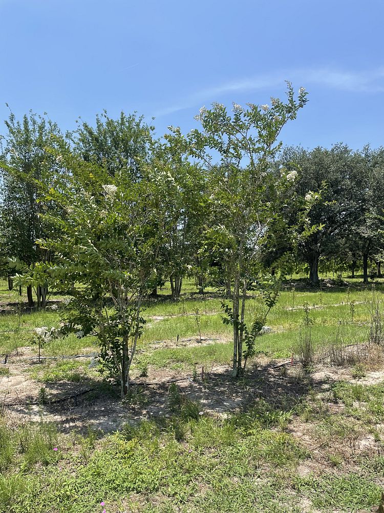 lagerstroemia-fauriei-natchez-japanese-crape-myrtle
