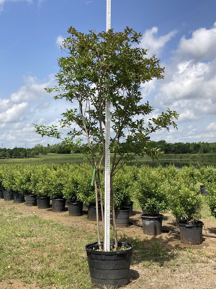 lagerstroemia-fauriei-natchez-japanese-crape-myrtle