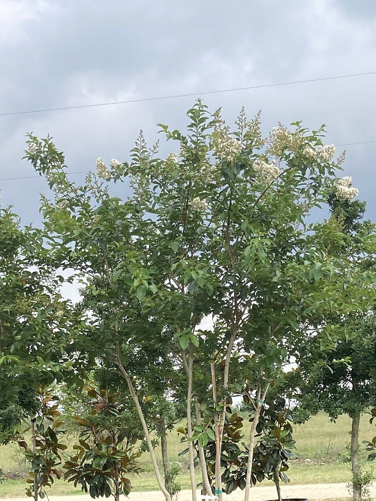 lagerstroemia-fauriei-natchez-japanese-crape-myrtle