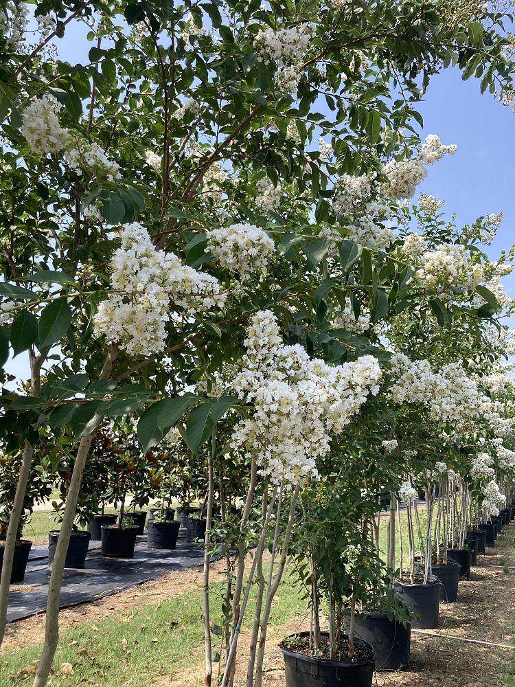 lagerstroemia-fauriei-natchez-japanese-crape-myrtle