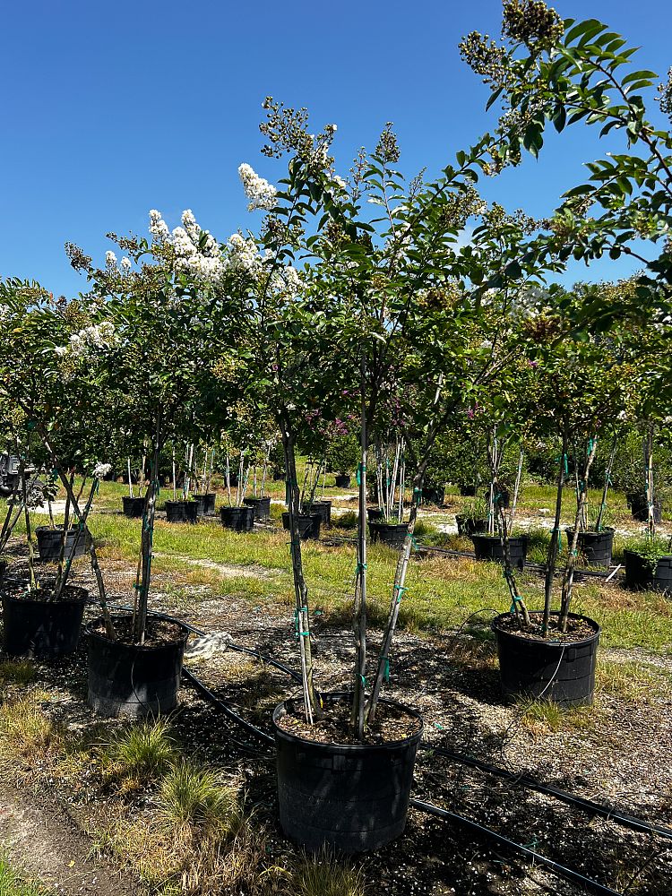 lagerstroemia-fauriei-natchez-japanese-crape-myrtle