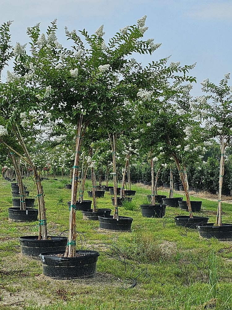 lagerstroemia-fauriei-natchez-japanese-crape-myrtle