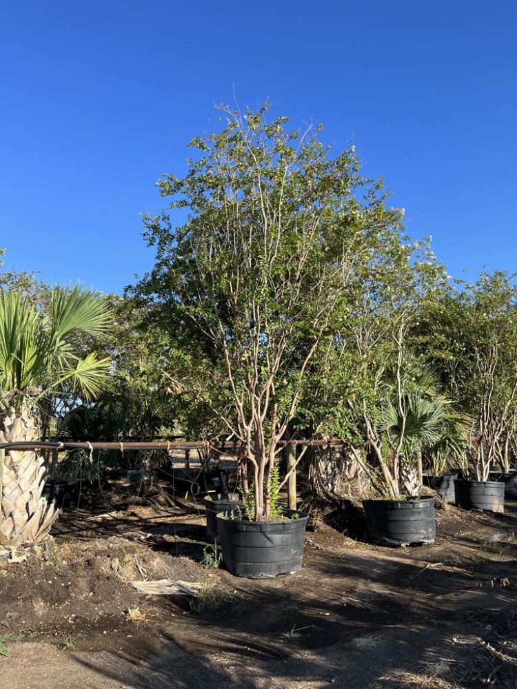 lagerstroemia-fauriei-natchez-japanese-crape-myrtle